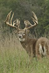 BuckDeer1_2_tn.jpg