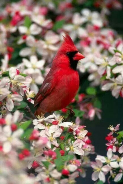 Cardinal1_4_tn.jpg