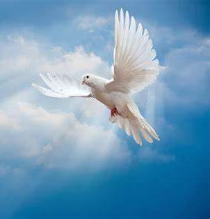 Dove_9_tn.jpg