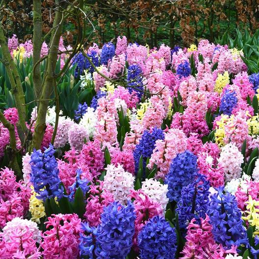 HyacinthFlowers_4_tn.jpg